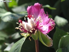 Paeonia mascula