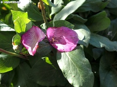 Paeonia mascula