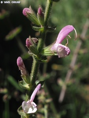Salvia hierosolymitana