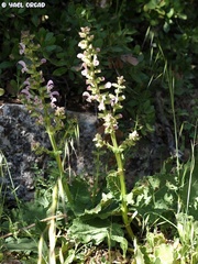 Salvia hierosolymitana