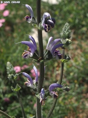 Salvia indica