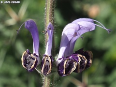 Salvia indica