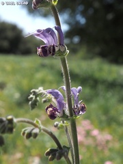Salvia indica