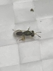Hymenoptera