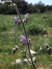 Salvia indica