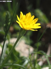 Pseudopodospermum semicanum