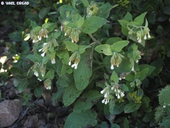 Symphytum brachycalyx