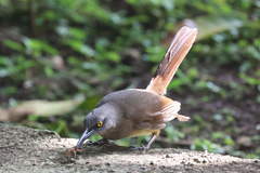 Cinclocerthia ruficauda tremula