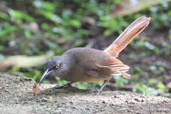 Cinclocerthia ruficauda tremula