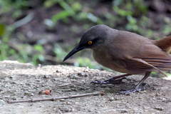 Cinclocerthia ruficauda tremula