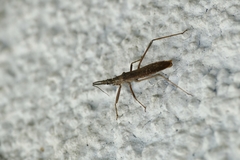 Pygolampis bidentata
