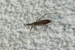 Pygolampis bidentata