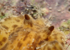 Diaulula greeleyi
