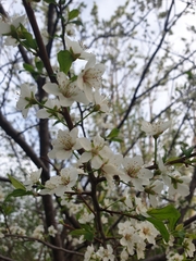 Prunus nigra