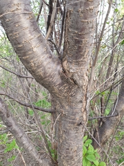 Prunus nigra