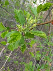 Crataegus