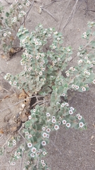 Euphorbia leucophylla