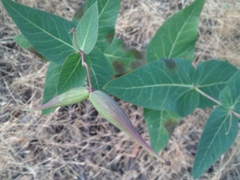 Asclepias cordifolia