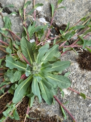 Pilosella lactucella