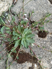 Pilosella lactucella