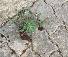 Pilosella lactucella