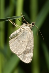 Chloroclysta siterata