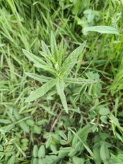 Lysimachia vulgaris