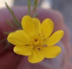 Rhynchopsidium pumilum