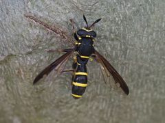 Sphiximorpha subsessilis