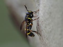 Sphiximorpha subsessilis