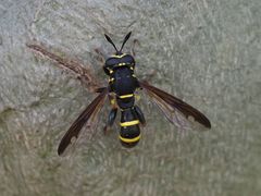 Sphiximorpha subsessilis