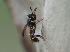 Sphiximorpha subsessilis