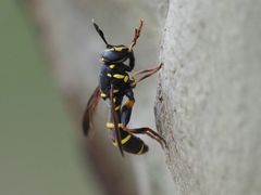 Sphiximorpha subsessilis