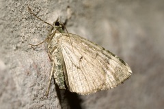 Chloroclysta siterata