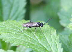 Macrophya albicincta