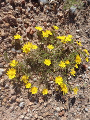 Rhynchopsidium pumilum