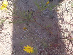 Rhynchopsidium pumilum