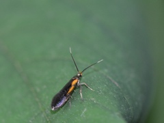 Mathildana newmanella