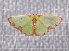 Synchlora xysteraria