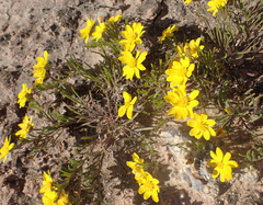 Rhynchopsidium pumilum