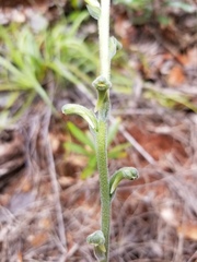 Pachyplectron neocaledonicum