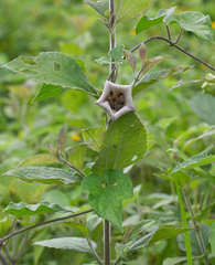 Dictyanthus ceratopetalus