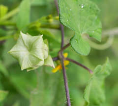 Dictyanthus ceratopetalus