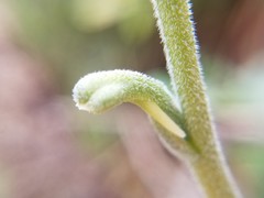 Pachyplectron neocaledonicum