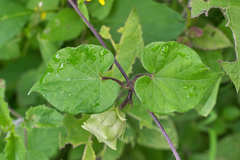 Dictyanthus ceratopetalus