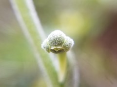 Pachyplectron neocaledonicum