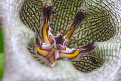 Dictyanthus ceratopetalus