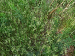 Anthoxanthum aristatum