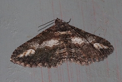 Eucymatoge scotodes