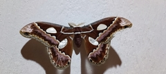 Rothschildia prionia